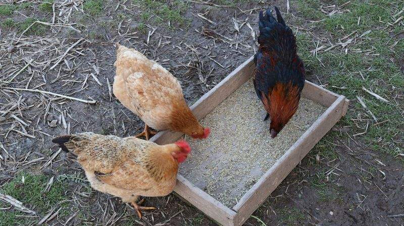 鶏匠みやび株式会社 1